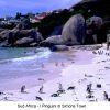 01-Pinguini di Simonstown-b6da53bd129a64c4fb91425c63de8efc