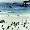 29-Pinguini di Simonstown-bfe3bcff39d46b41a498dc4b0715441e